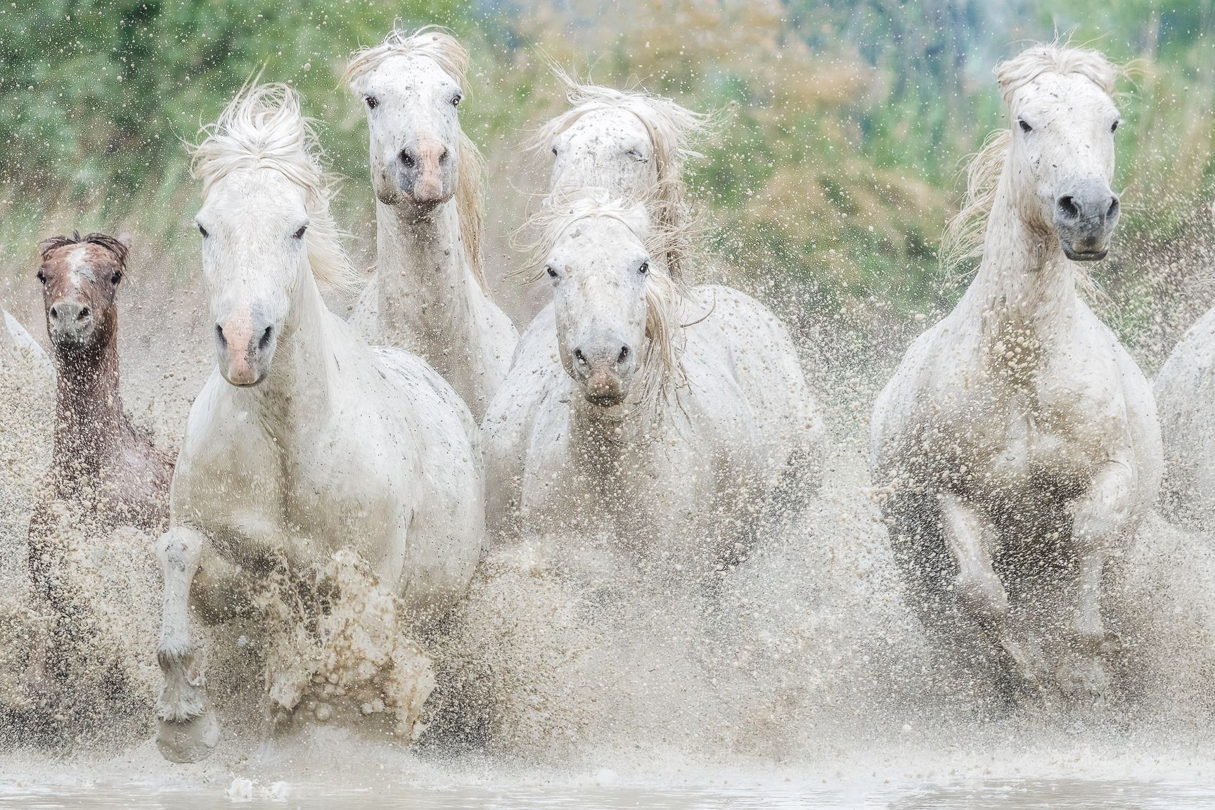 Camargue store Horse #2 - Limited edition run of 20 Giclée prints