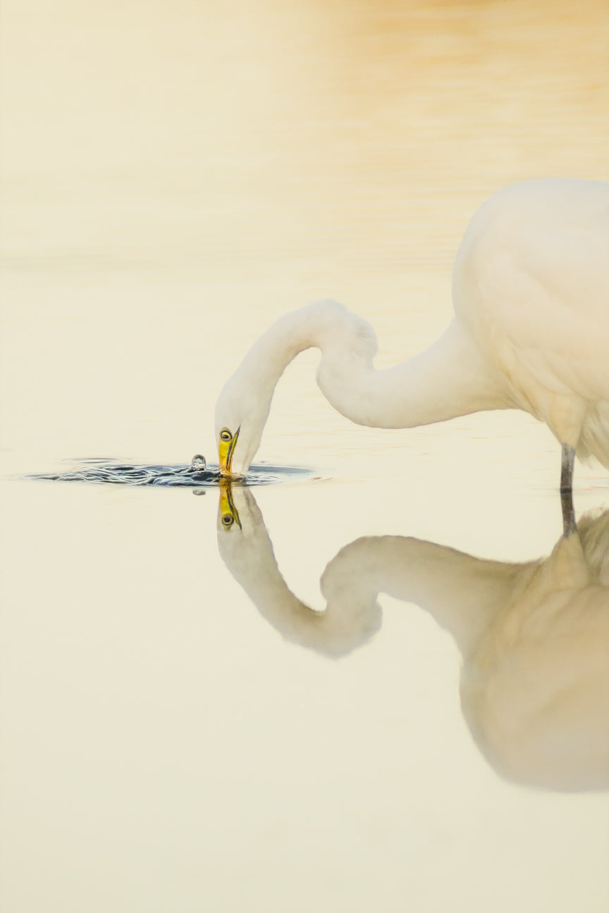 Champagne Reflection