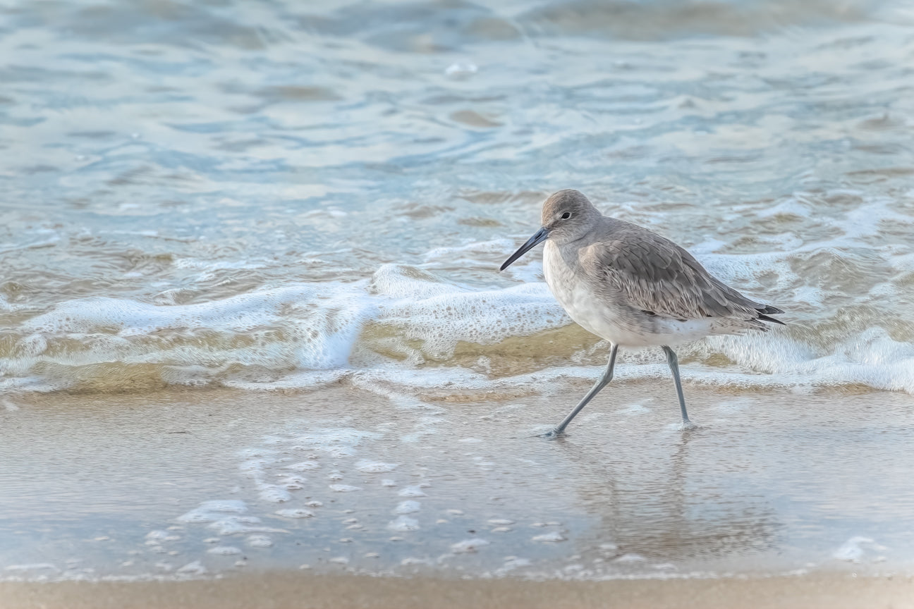 Willet