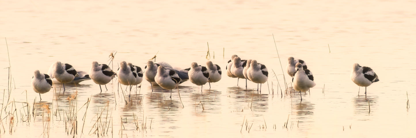 American Avocet