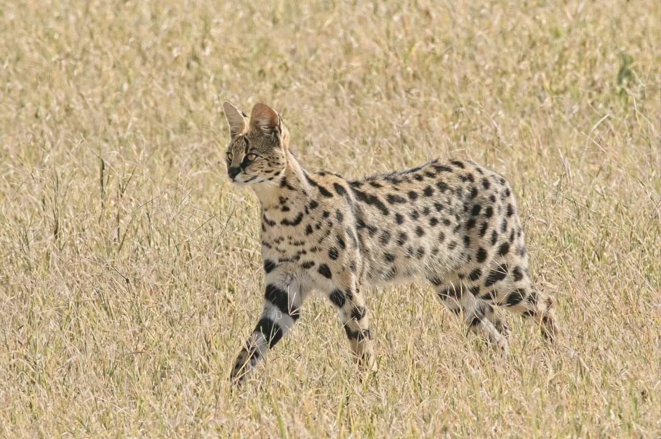Serval