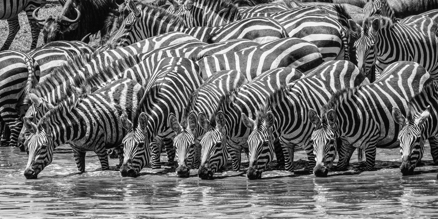 Alert at the Water Hole