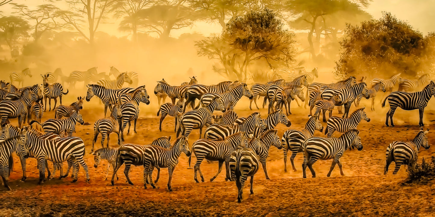 Zebra Symphony
