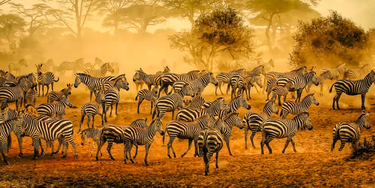 Zebra Symphony