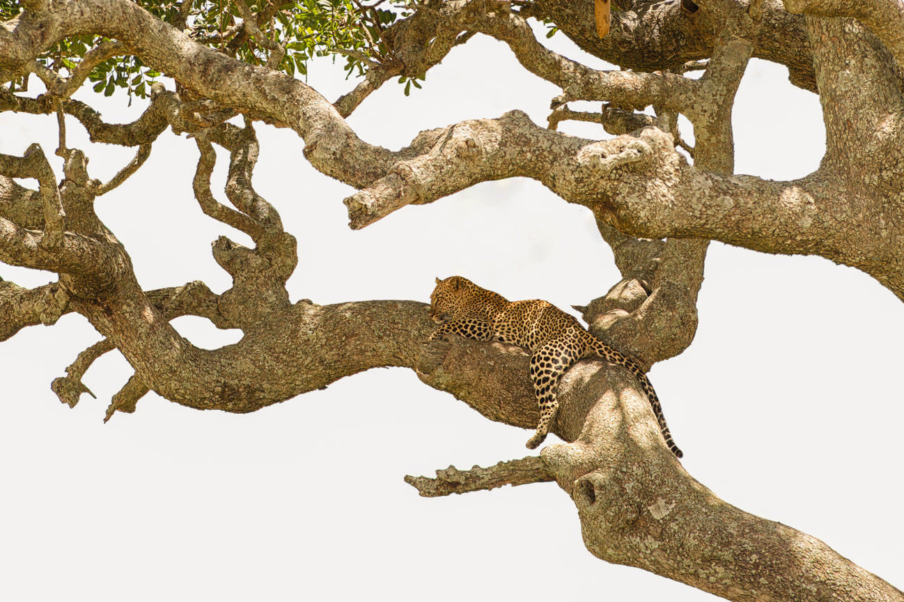 Leopard in the Sausage Tree