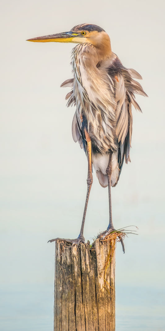 Great Blue Heron