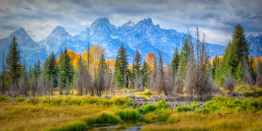 Schwabacher's Beaver Pond