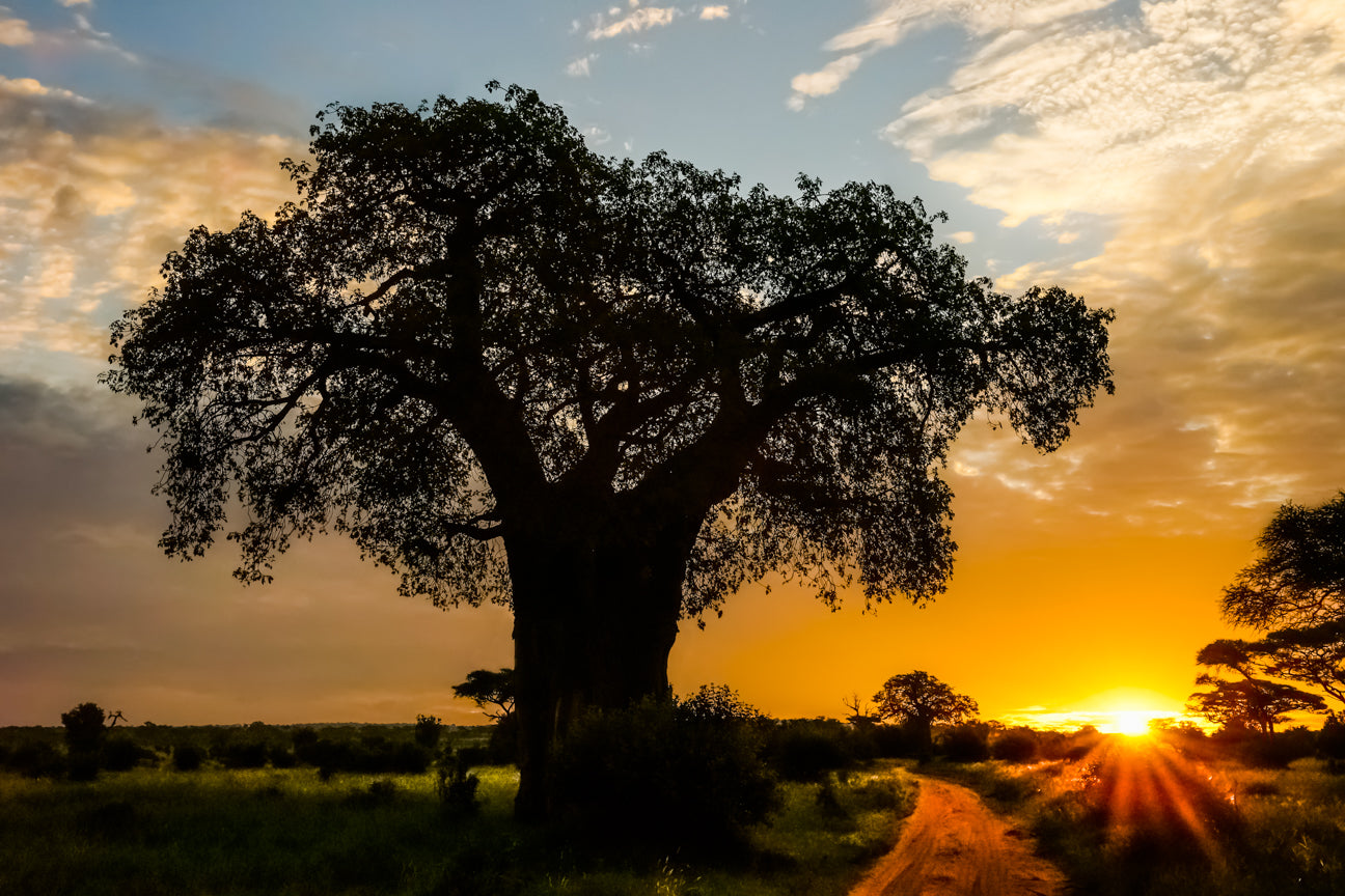 Tree of Life Sunrise