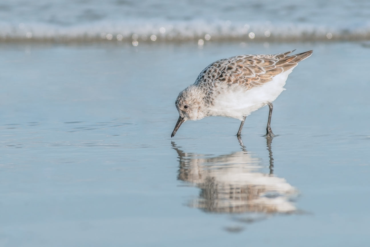 Tranquil Tide: Sandpiper