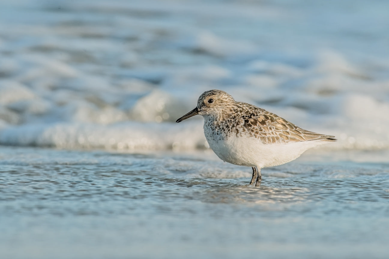Semipalmated Sandpiper