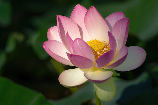 Water lily