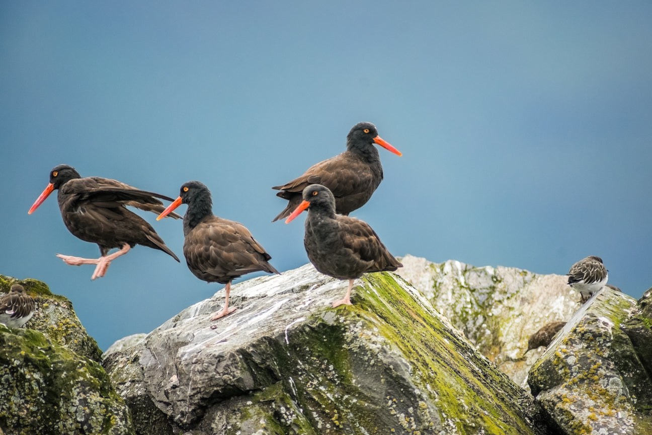 Oystercatchers