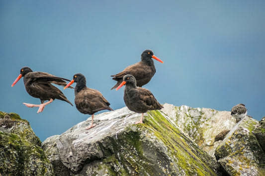 Oystercatchers
