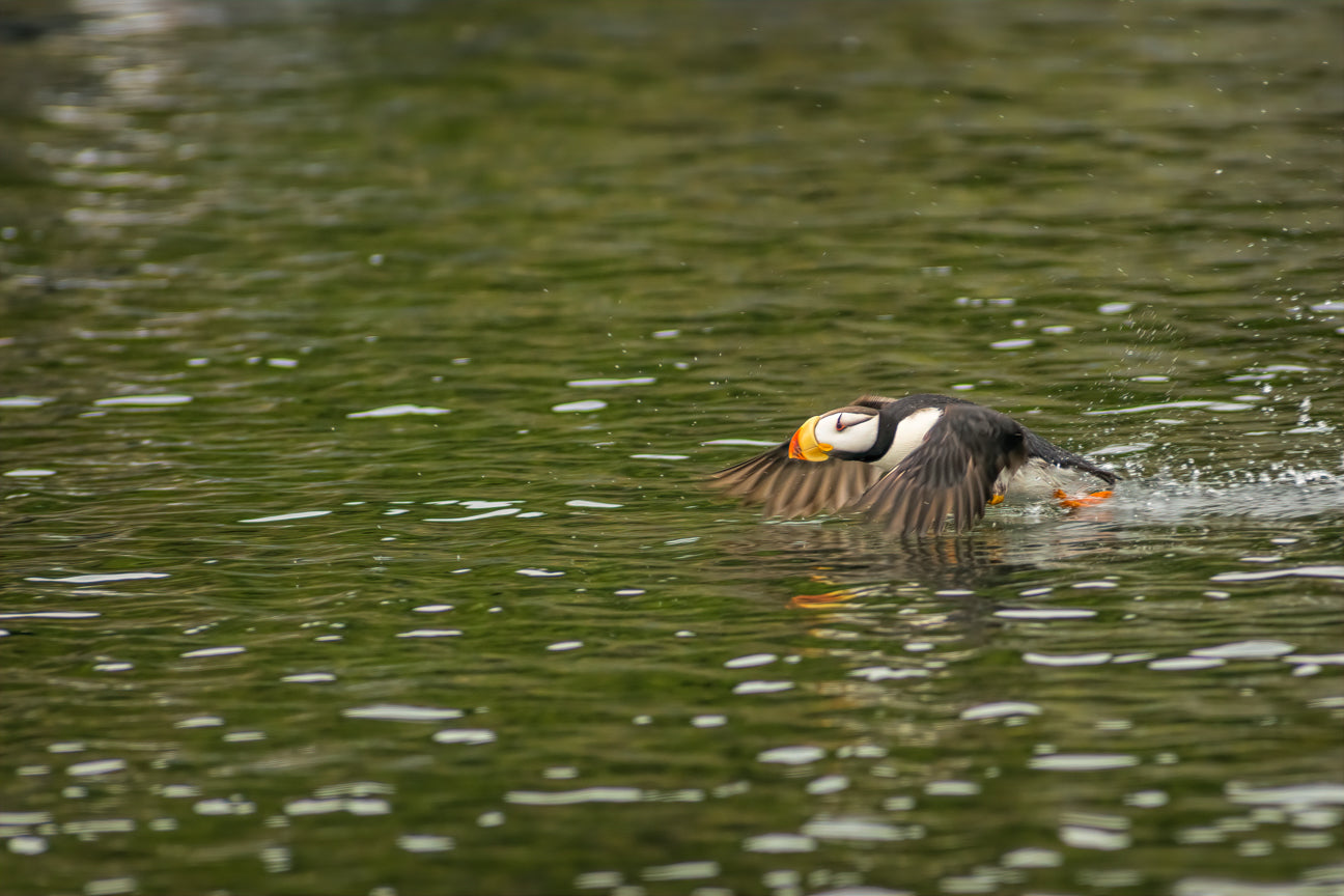 Horned Puffin Takeoff