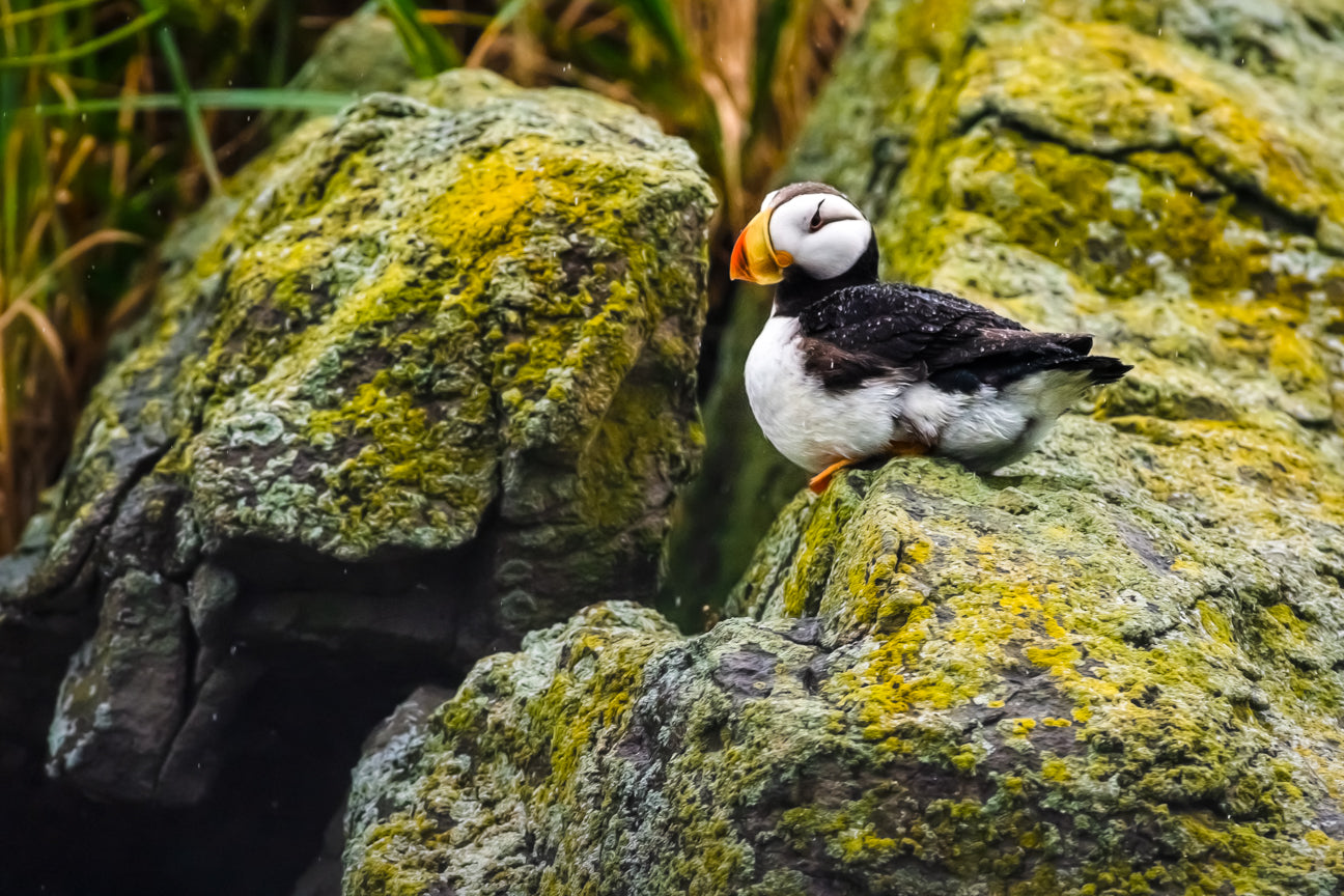 Horned Puffin