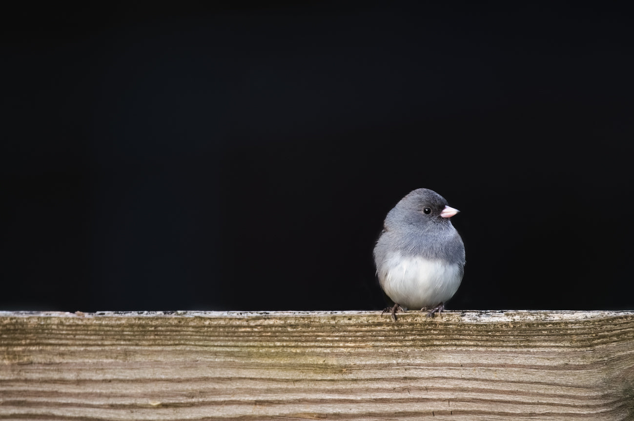 Dark-eyed Junco
