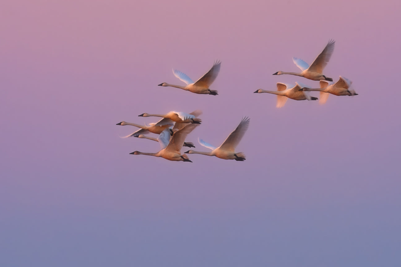 Tundra Swans