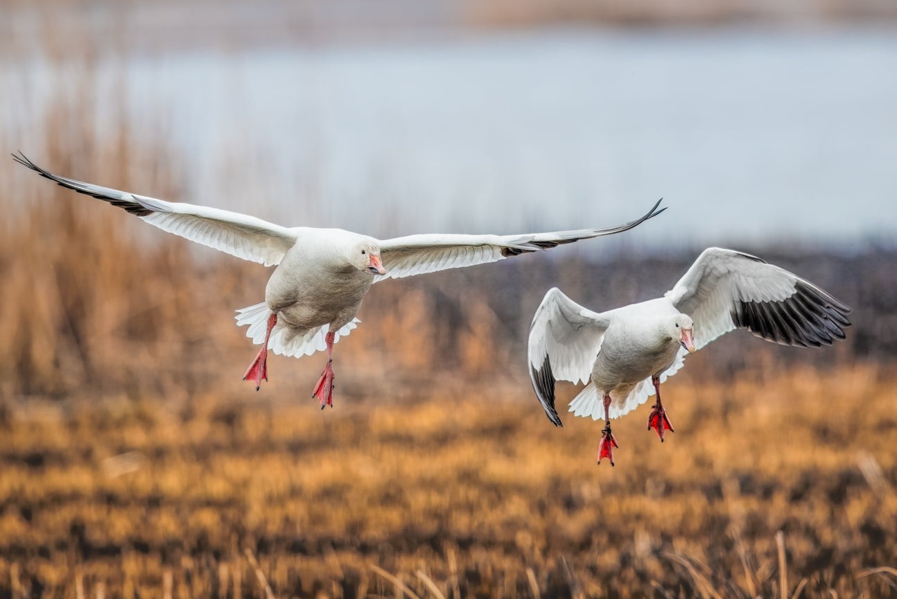 Snow Geese