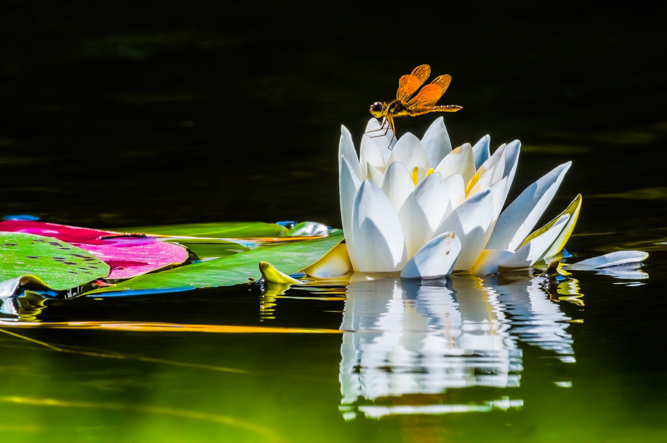 Dragonfly on Water Lily
