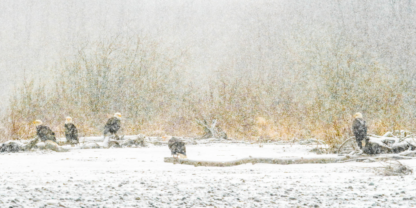 Alaska Eagle Assembly