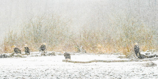 Alaska Eagle Assembly