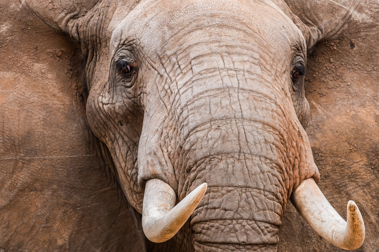 Into the Eyes of a Bull