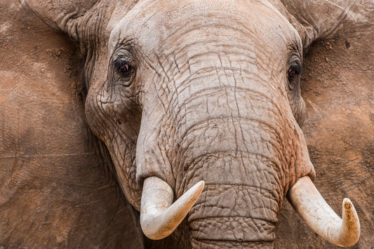 Into the Eyes of a Bull