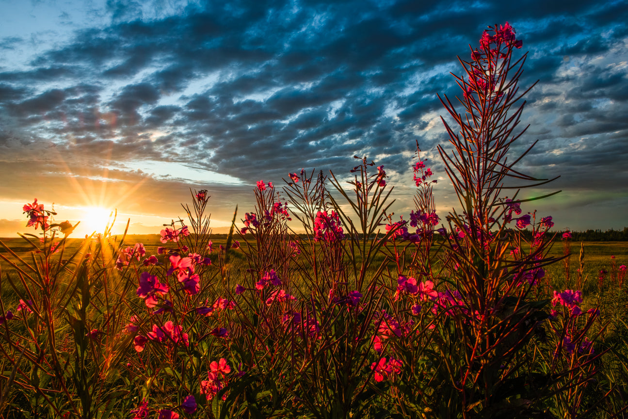 Sunset Through Fireweed