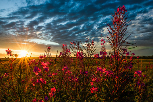 Sunset Through Fireweed
