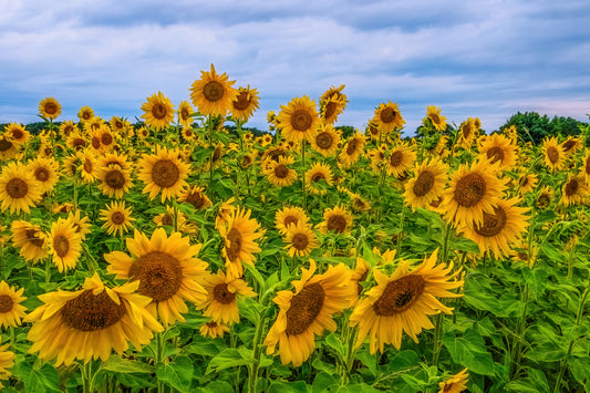 Standing for Freedom