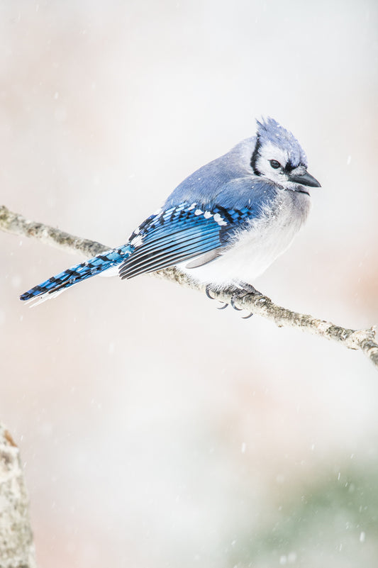 Blue Jay