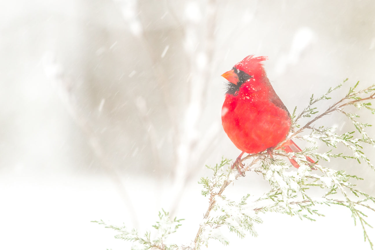 Cardinal in the Snow