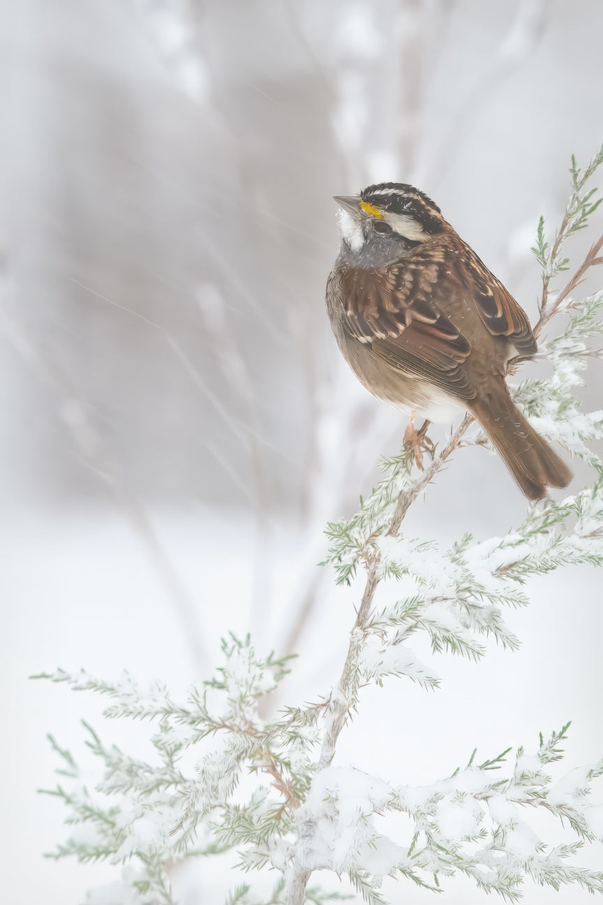 White Throated Sparrow in the Snow