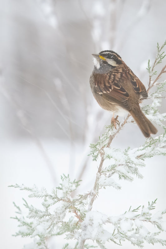White Throated Sparrow in the Snow