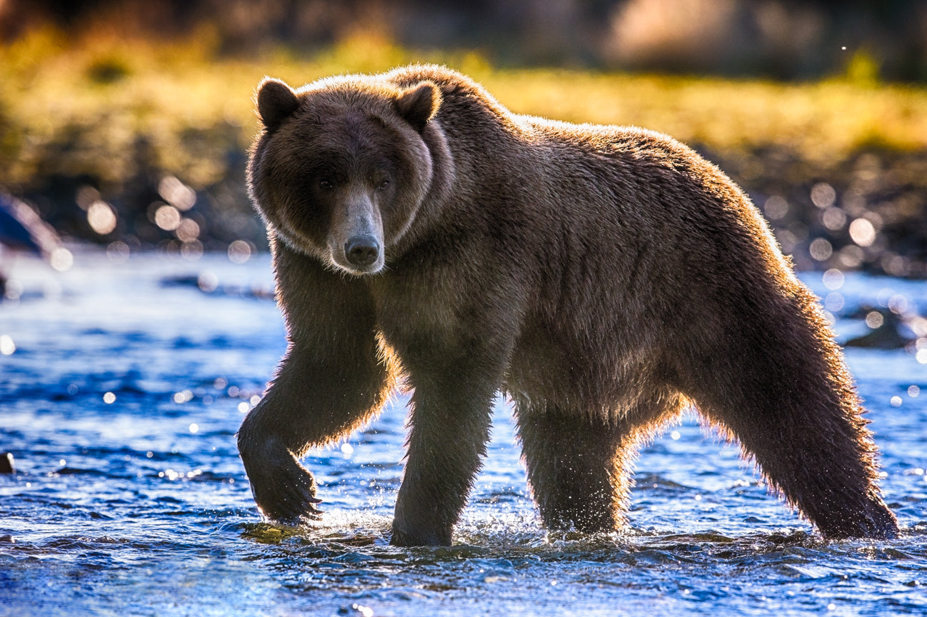 Golden Glow of Katmai