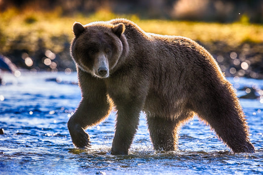 Golden Glow of Katmai