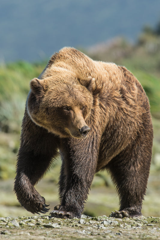 A Stroll Before the Storm