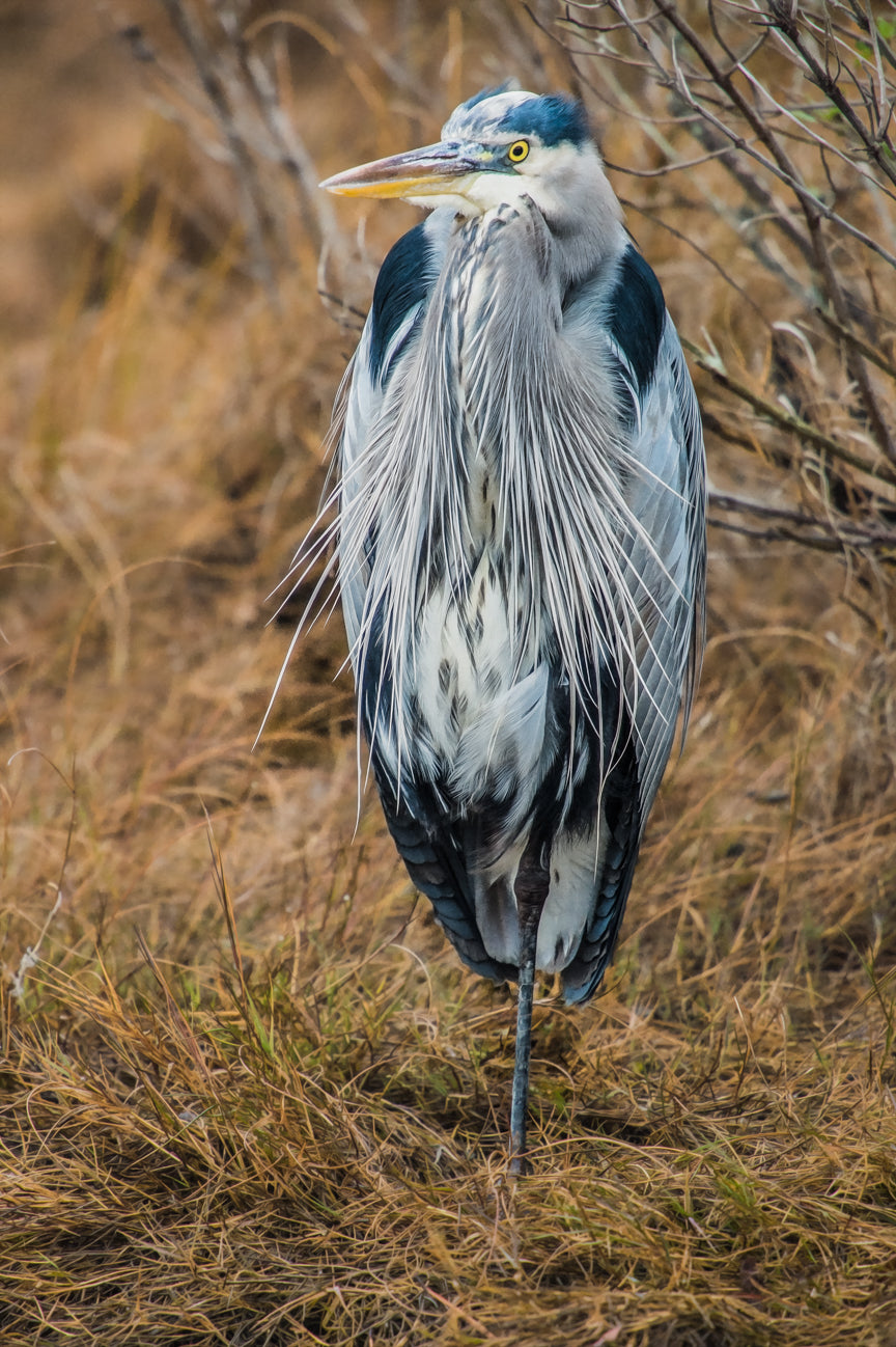 Assateague Blue Heron