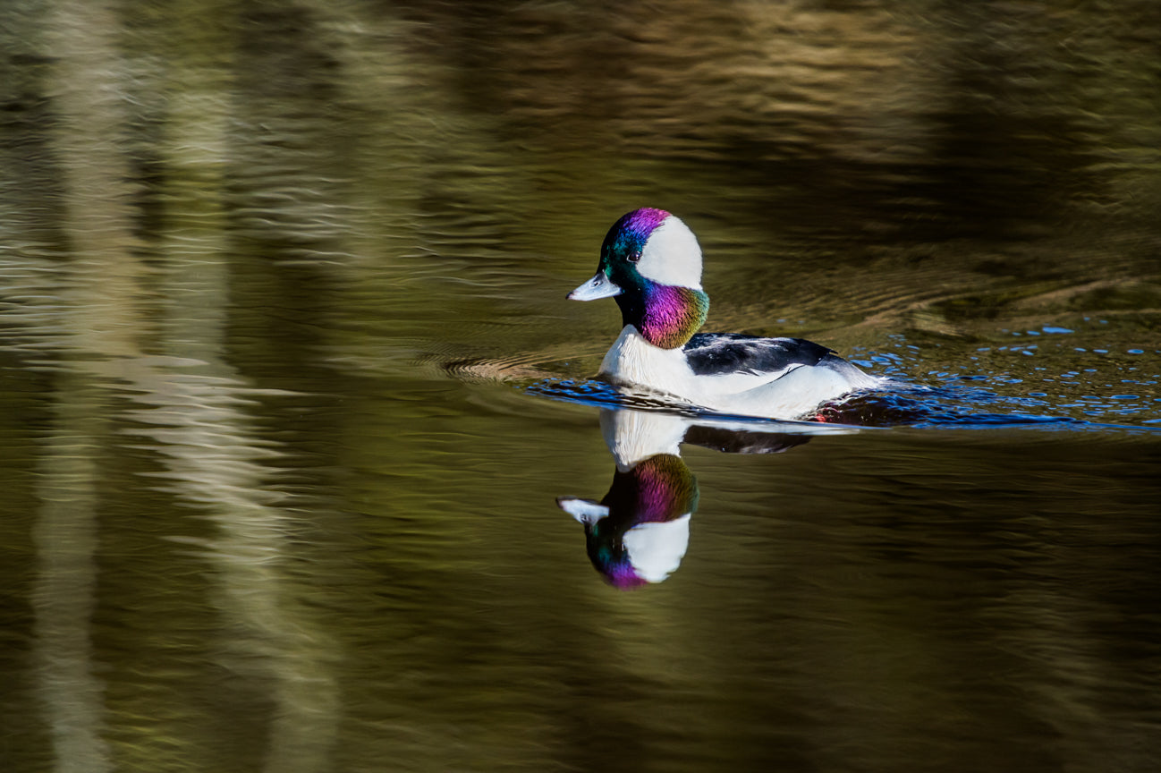 Assateague Bufflehead II