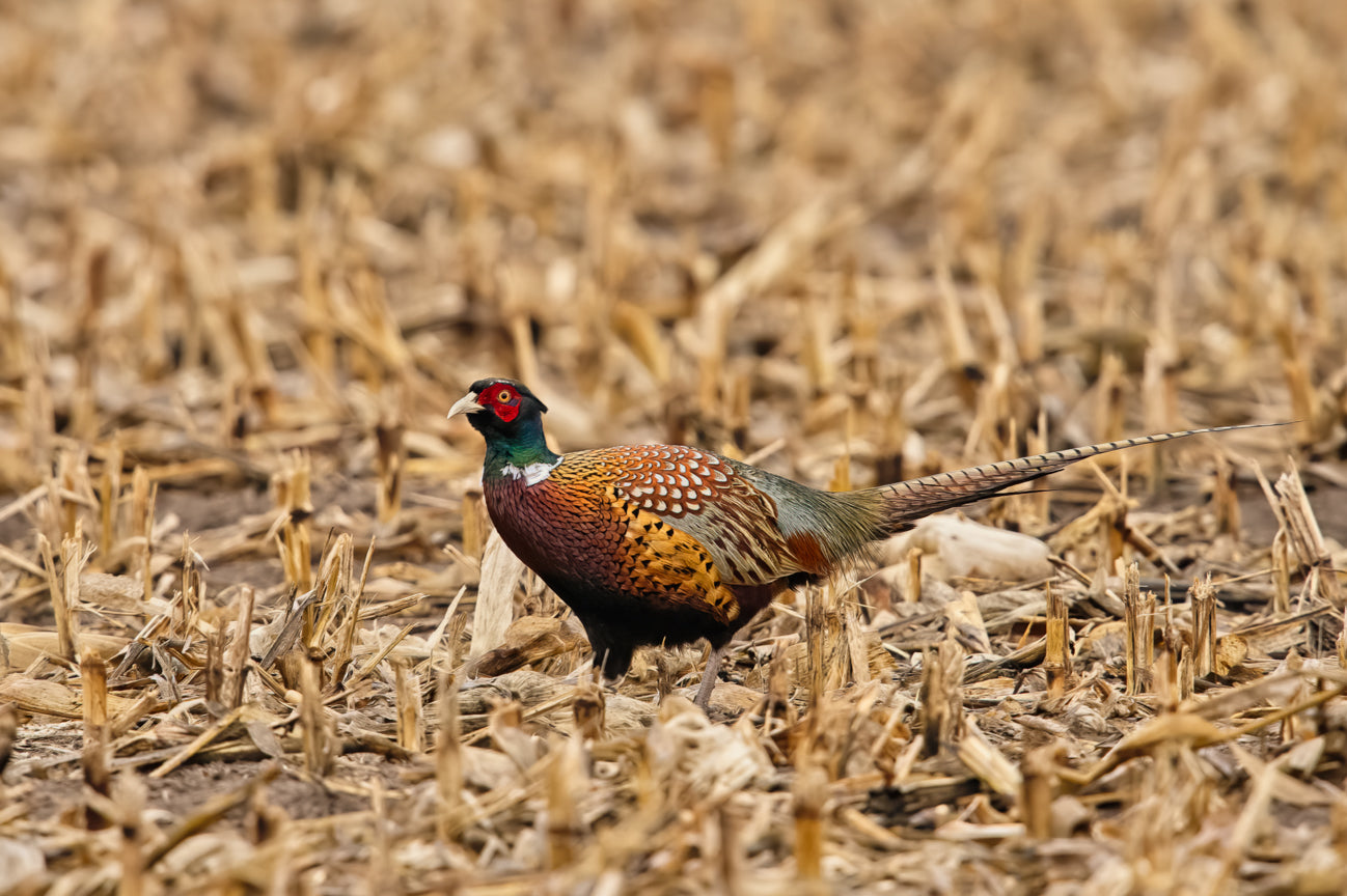 Ring-neck Pheasant