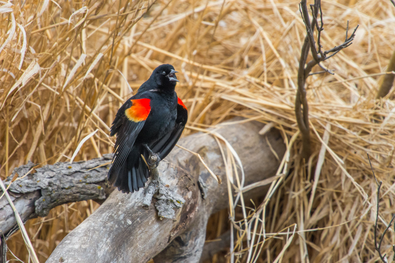 Red-winged blackbird II