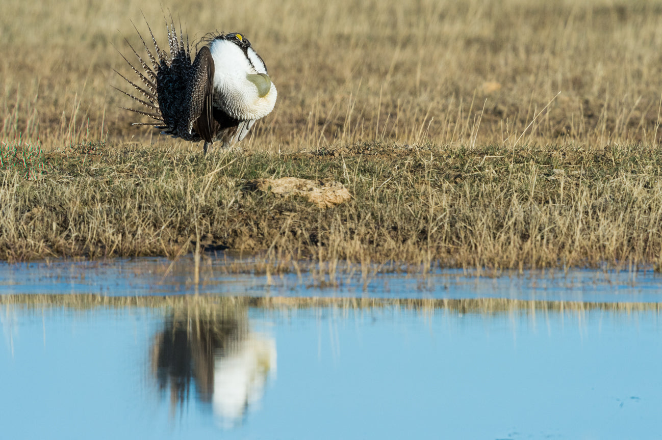 Sage Grouse Reflection
