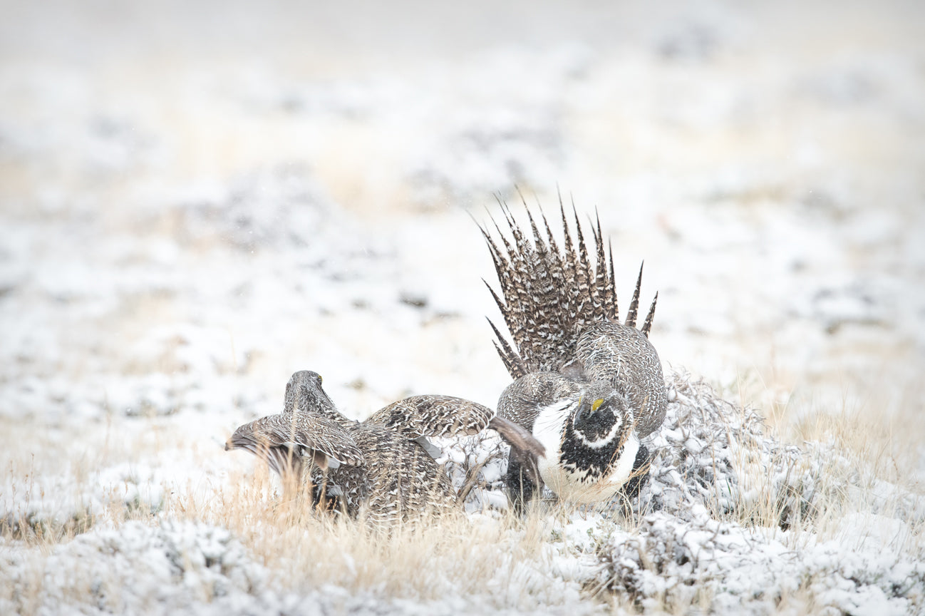 Grouse Fight