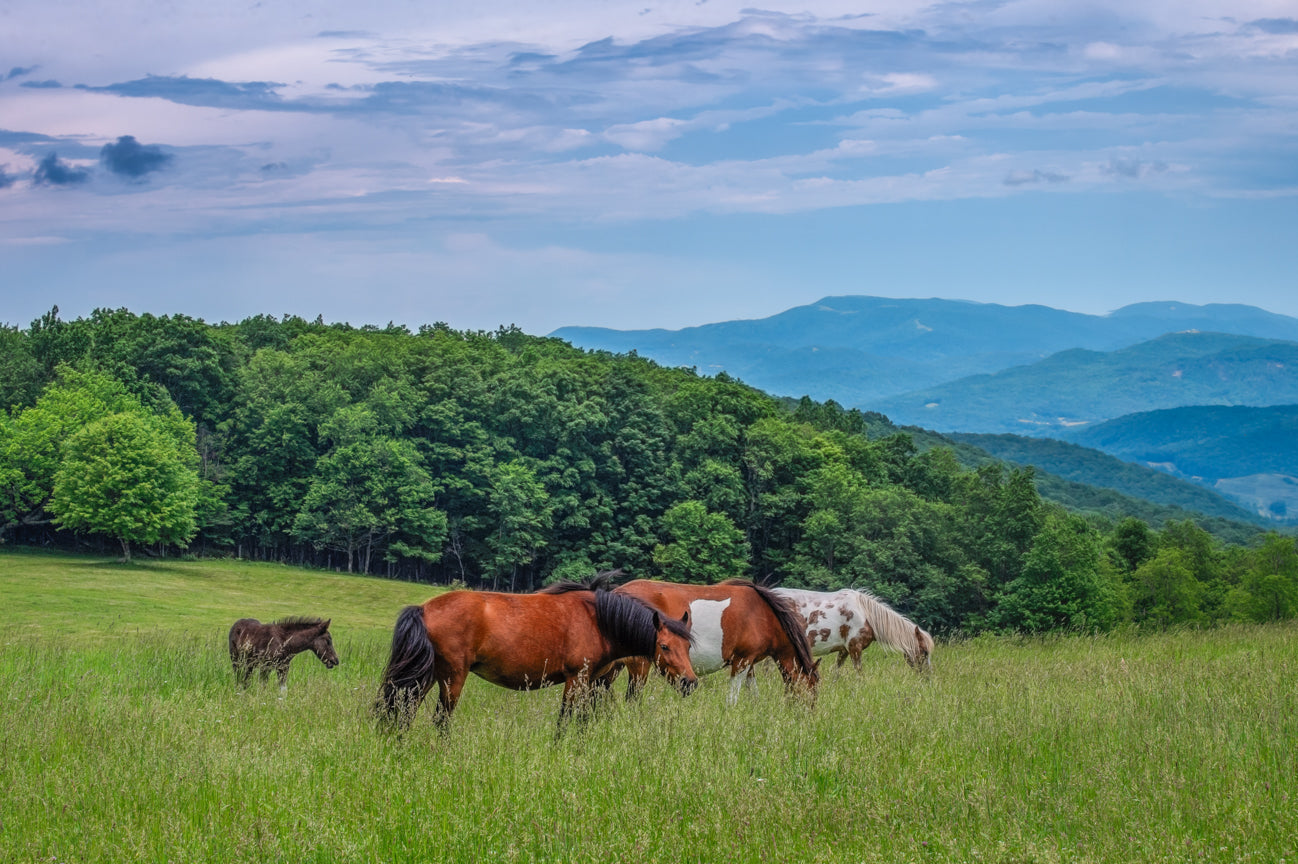 Hoofbeats in the Highlands