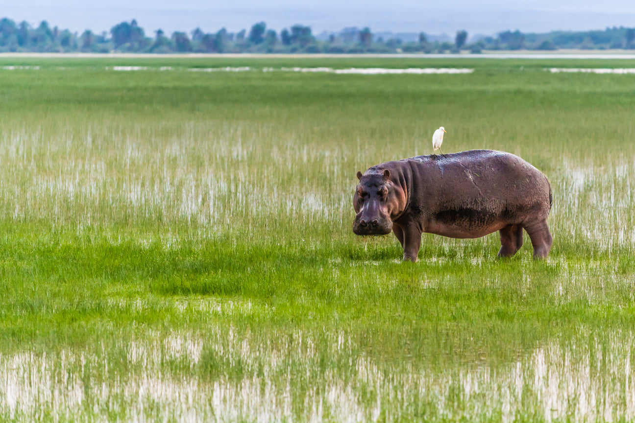 Amboseli Hippopotamus