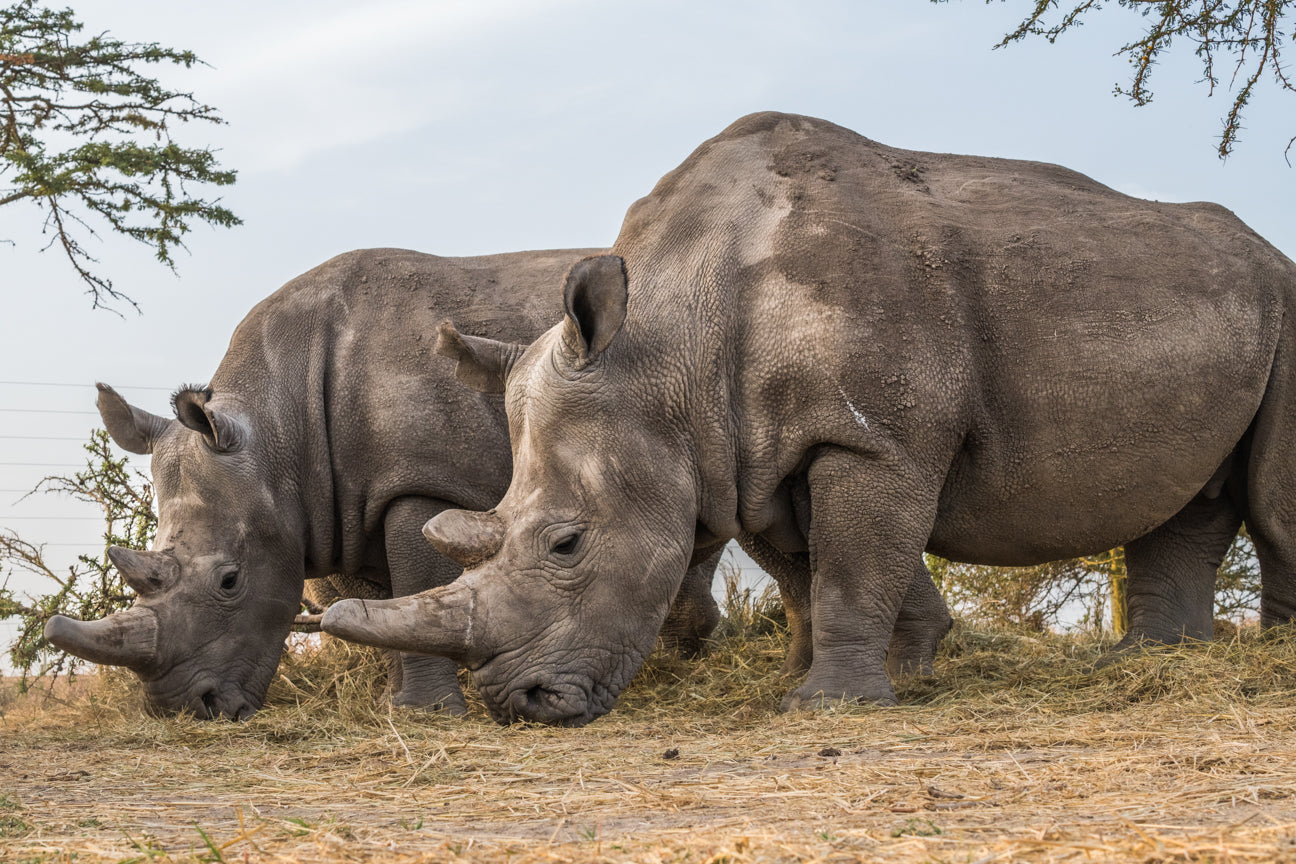 Najin and Fatu -The Last Two Females