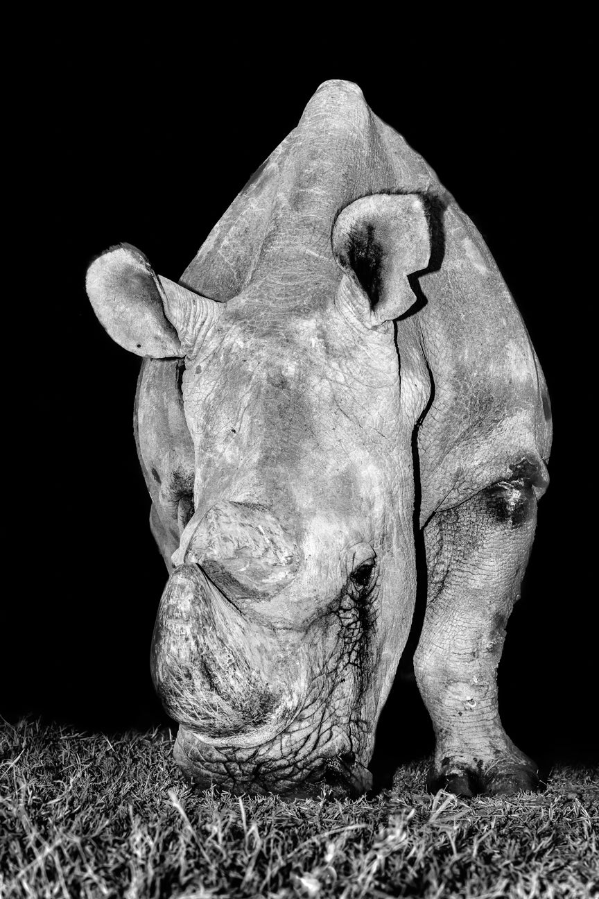 The Last Male- Sudan