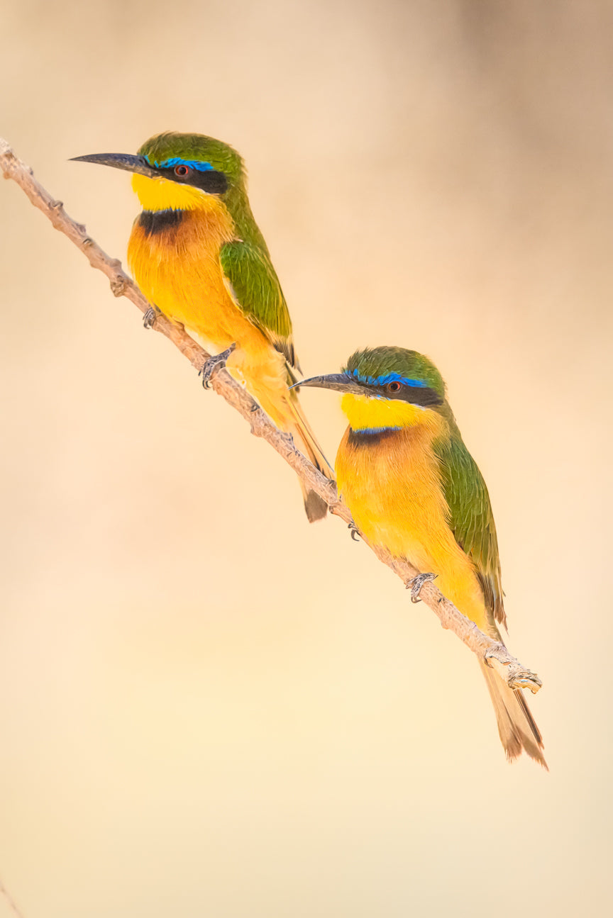 Little bee-eater