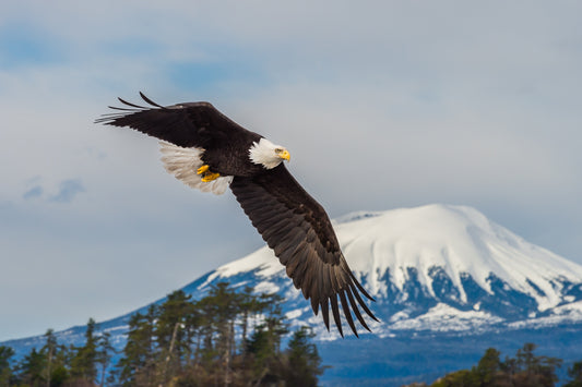 Freedom Over Mount Edgecumbe