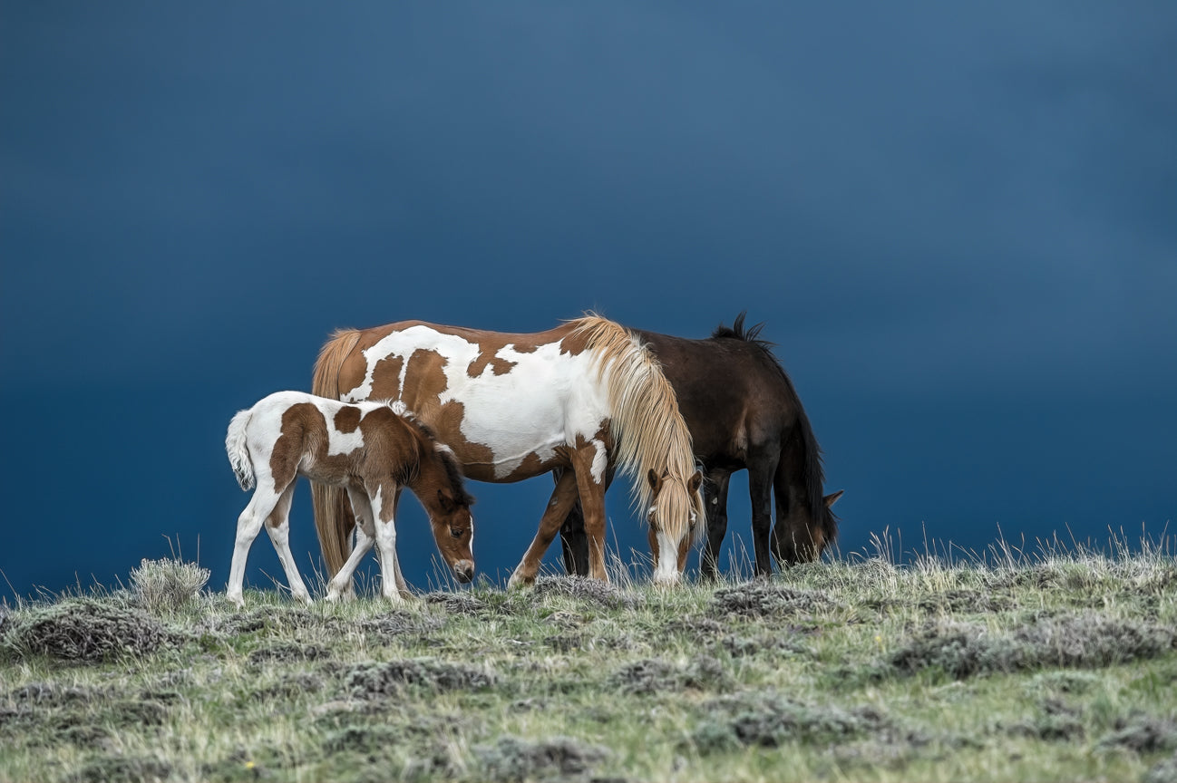 Green Mountain Paints